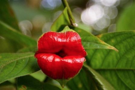 Поцелуй растение в "губы"