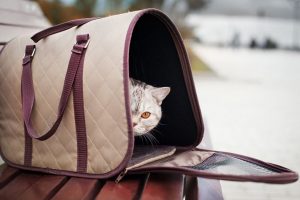 Как путешествовать с кошкой