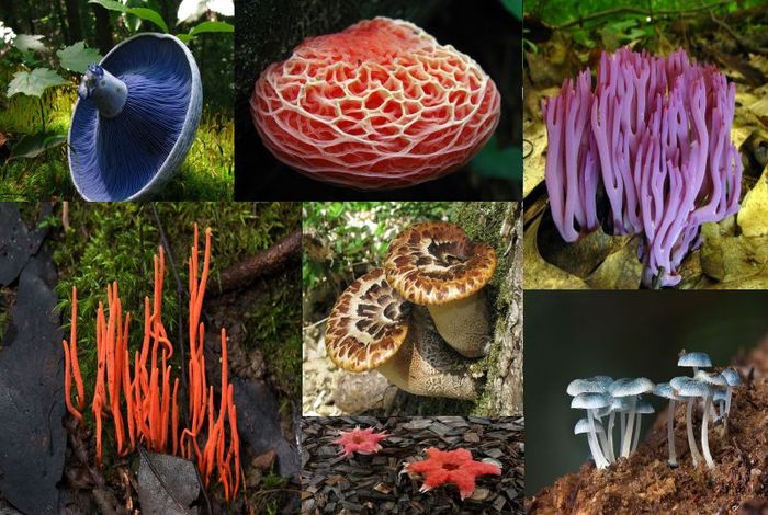 «Мясо» растительного мира - любопытные факты о грибах