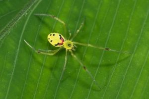 Улыбающийся паук — подарок арахнофобу