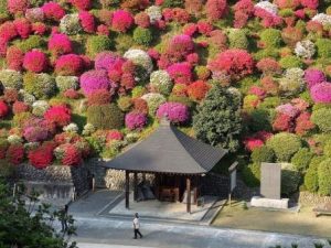 Азалии храма Шиофунэ, Япония
