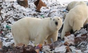 52 белых медведя «вторглись» в российский город, чтобы не умереть с голоду
