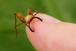 Кочевые муравьи Dorylus в числе самых опасных муравьёв на Земле