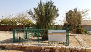 Ученым удалось вырастить давно исчезнувшие иудейские финиковые пальмы